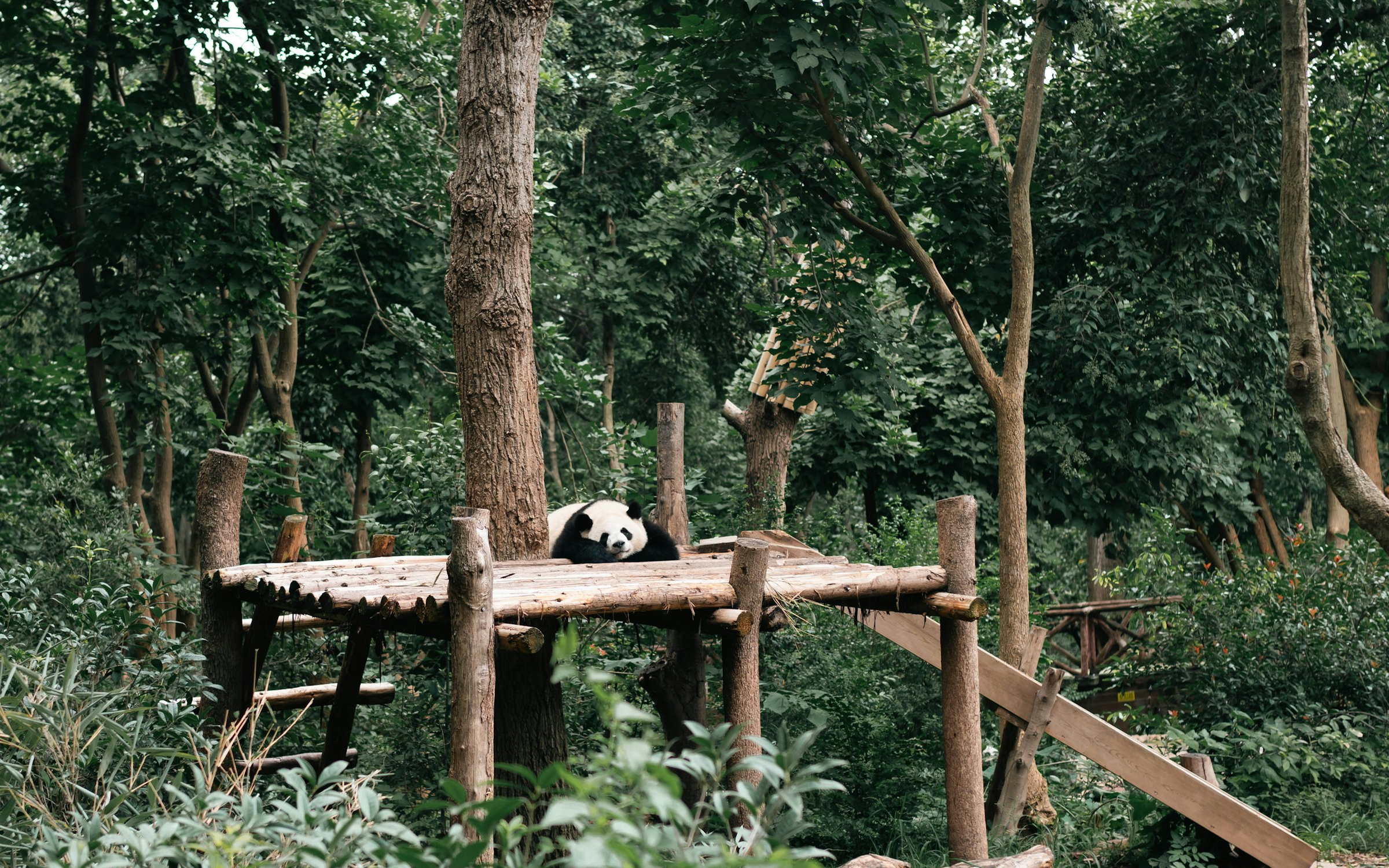 Chengdu Panda Base